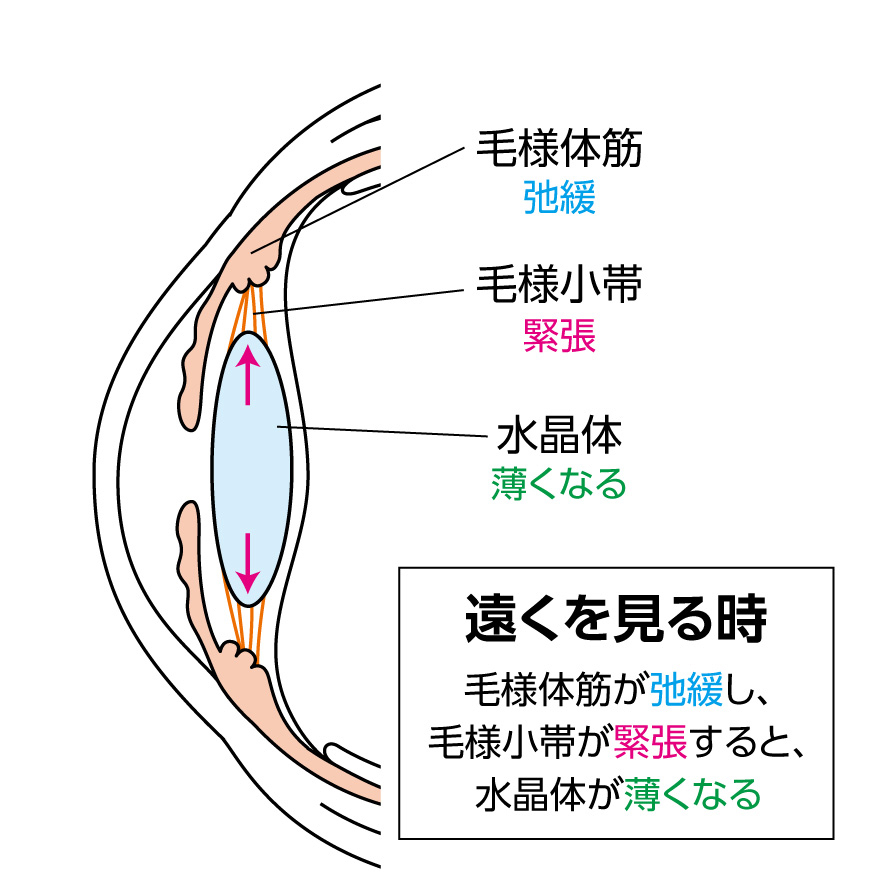 老眼（老視）について | 東戸塚の眼科 片桐眼科クリニック 院長ブログ 