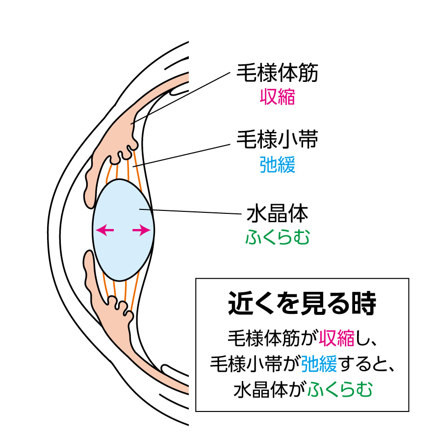 老眼（老視）について | 東戸塚の眼科 片桐眼科クリニック 院長ブログ