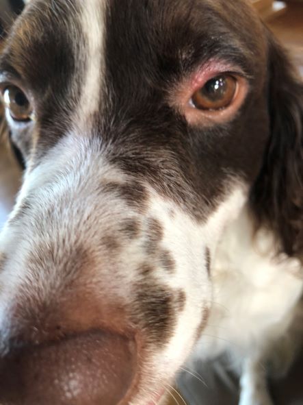 イヌも ものもらい 東戸塚の眼科 片桐眼科クリニック 院長ブログ