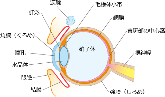 目の構造図