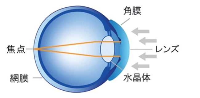 東戸塚 眼科 片桐眼科クリニック オルソケラトロジー 睡眠中　眼球イメージ